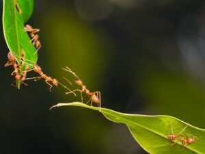 Formiche che camminano su alcune foglie