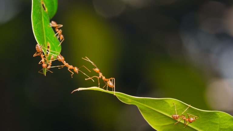 Formiche che camminano su alcune foglie