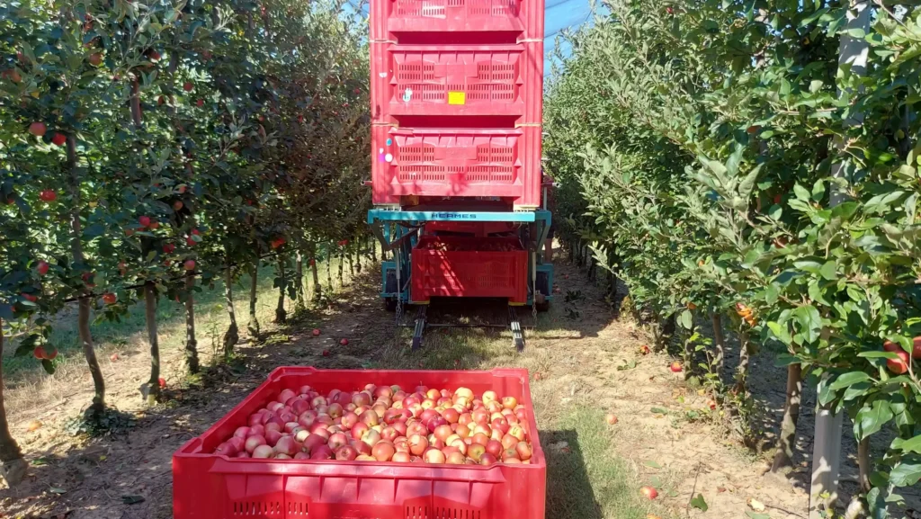 raccolta delle mele all'interno di cesti rossi
