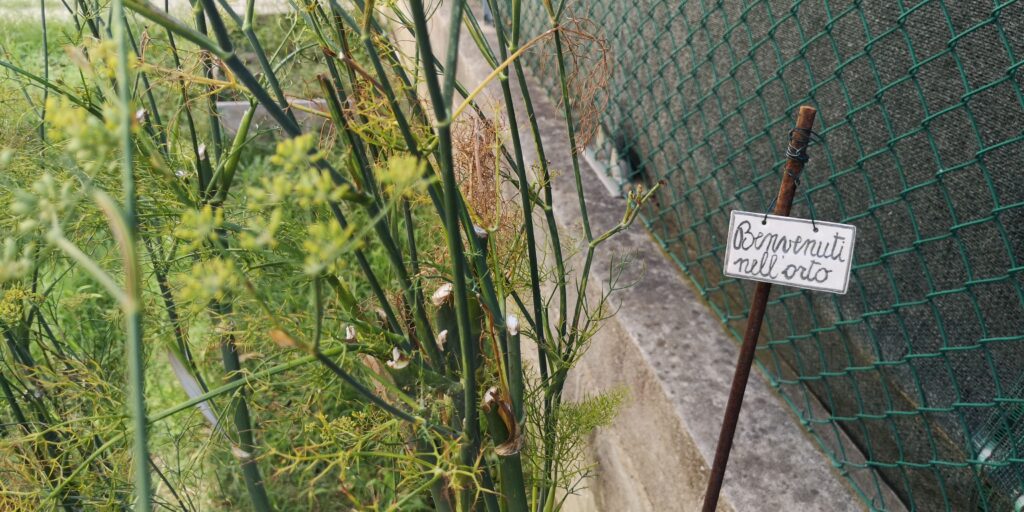 piante con cartello