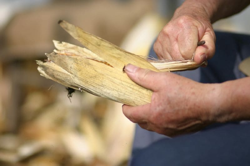 Uomo toglie le foglie di mais dalla pannocchia