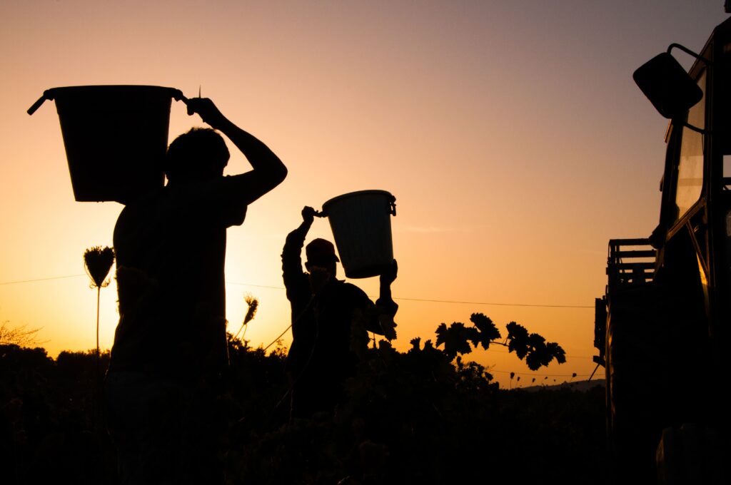 fotografia in controluce di lavoratori agricoli